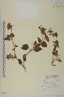 登錄號:S128246藏品圖，第1張