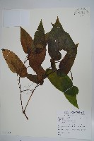 登錄號:S128249藏品圖，第1張