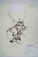 登錄號:S128260藏品圖，第1張