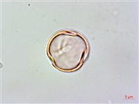 登錄號:S128262藏品圖，第1張