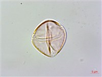 登錄號:S128262藏品圖，第2張