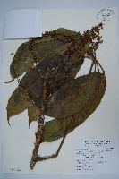 扁盤鵝掌柴藏品圖，第1張