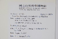 扁盤鵝掌柴藏品圖，第2張