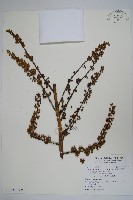 扁盤鵝掌柴藏品圖，第3張