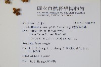 扁盤鵝掌柴藏品圖，第4張