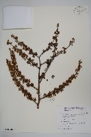 扁盤鵝掌柴藏品圖，第5張