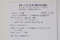 扁盤鵝掌柴藏品圖，第6張