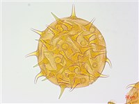 長毛黃葵藏品圖，第2張