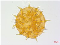 長毛黃葵藏品圖，第3張