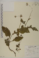 登錄號:S128284藏品圖，第1張