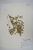 普刺特草藏品圖，第1張