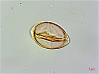 黃楊葉芒毛苣苔藏品圖，第3張