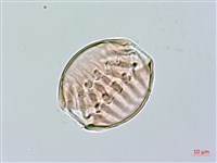 長毛遠志藏品圖，第1張