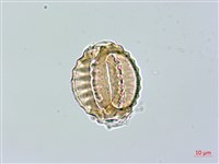 長毛遠志藏品圖，第2張