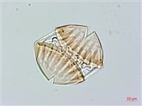 長毛遠志藏品圖，第3張