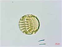 長毛遠志藏品圖，第4張