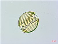 長毛遠志藏品圖，第5張