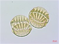 長毛遠志藏品圖，第6張