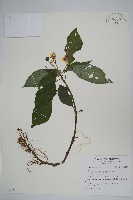 登錄號:S128299藏品圖，第1張