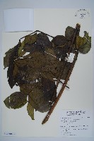 木蝴蝶藏品圖，第1張