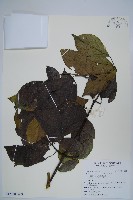 木蝴蝶藏品圖，第6張