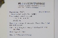 木蝴蝶藏品圖，第7張