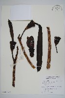 木蝴蝶藏品圖，第8張