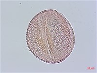 木蝴蝶藏品圖，第2張