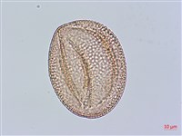 木蝴蝶藏品圖，第3張