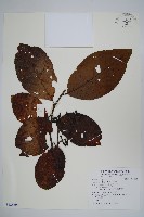 尼泊爾赤楊藏品圖，第1張