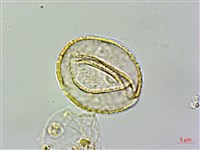 雙心皮草、光萼唇柱苣苔藏品圖，第2張