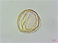 雙心皮草、光萼唇柱苣苔藏品圖，第3張