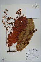 錐序水東哥藏品圖，第1張