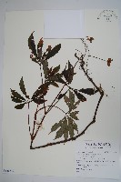 登錄號:S128310藏品圖，第1張