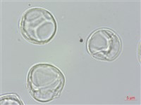 長葉水麻藏品圖，第1張