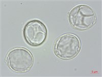 長葉水麻藏品圖，第2張