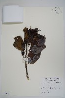 登錄號:S128323藏品圖，第1張