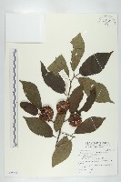 毛葉柿藏品圖，第3張