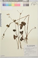 鉤柱毛茛藏品圖，第1張