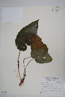 登錄號:S128331藏品圖，第1張