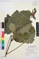 大葉鐵線蓮藏品圖，第1張