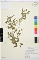 黃花鐵線蓮藏品圖，第1張