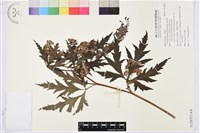 草烏頭藏品圖，第1張