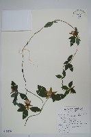 羊乳、四葉參藏品圖，第1張