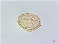 北柴胡藏品圖，第1張