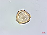 北柴胡藏品圖，第3張