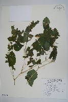 水金鳳藏品圖，第1張