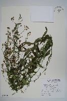 多歧沙參藏品圖，第1張