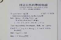 多歧沙參藏品圖，第2張