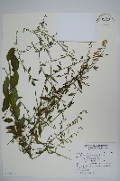 多歧沙參藏品圖，第1張